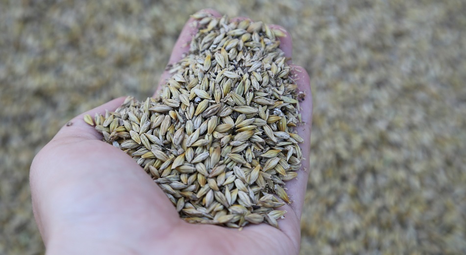 Казахстан ждет 19,5 миллиона тонн зерна нового урожая