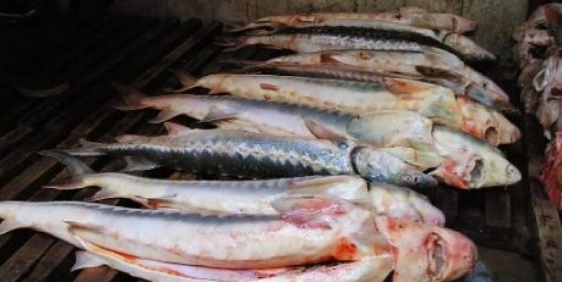 Военная полиция КНБ РК расследует факт незаконного вывоза в РФ почти 4 тонн рыбы осетровых пород 