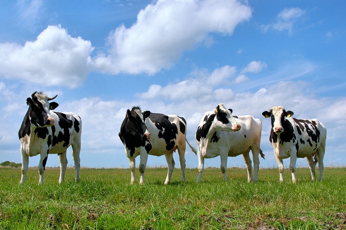 Костанайская область планирует экспортировать до 3,5 тыс. тонн  говядины в 2016 году