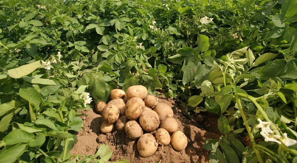 Быстрее всего вырос картофель
