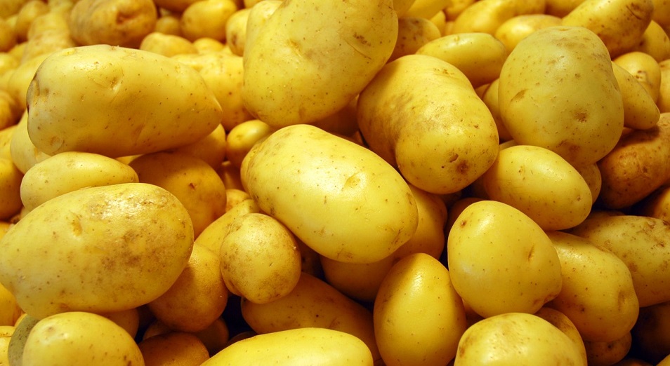 Костанайцы заявили о росте себестоимости своего картофеля