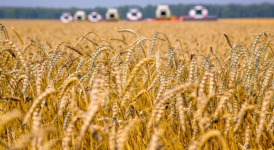 Урожайность зерновых в Актюбинской области оказалась выше прошлого года в 2 раза