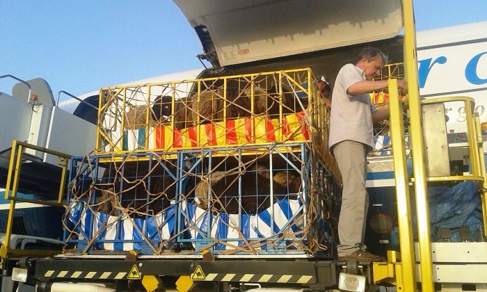 ЮКО начала экспортировать баранов в ОАЭ