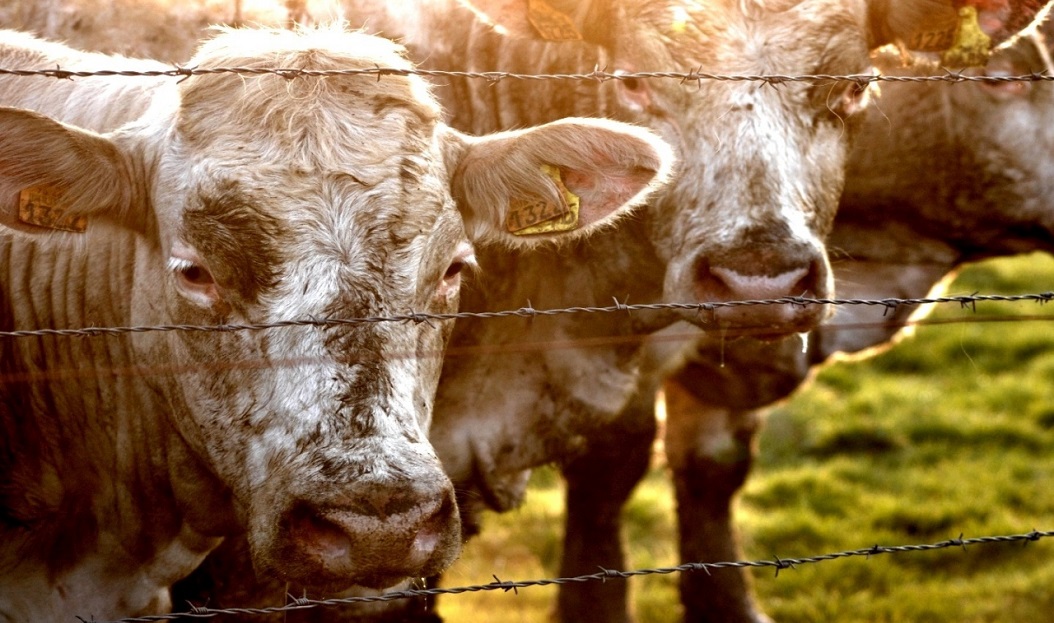 Минсельхоз: Экспорт скота за рубеж не повысит цены на мясо в РК