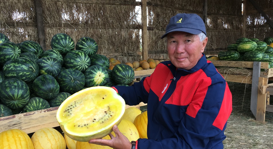 В Павлодарской области выводят новые сорта арбузов