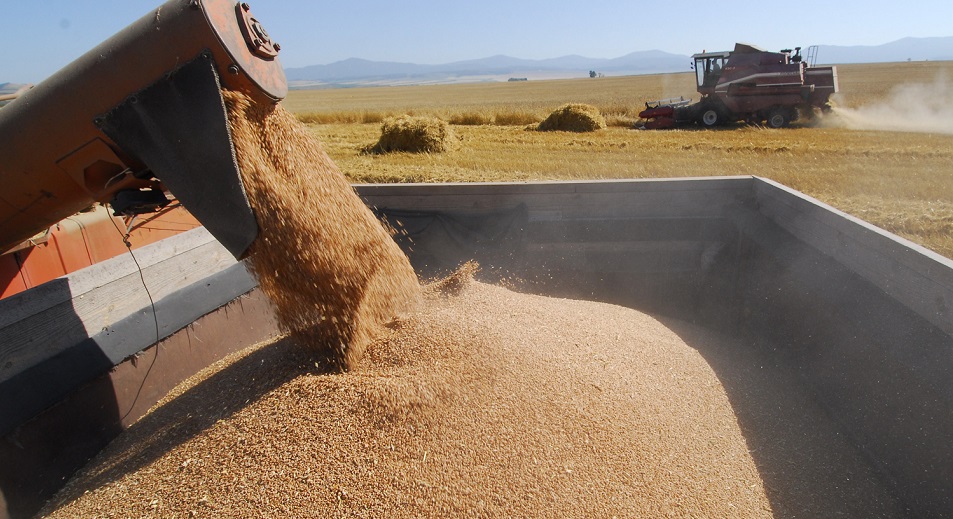 Казахстан с начала сельхозгода экспортировал почти 6,8 млн тонн зерна и муки – минсельхоз