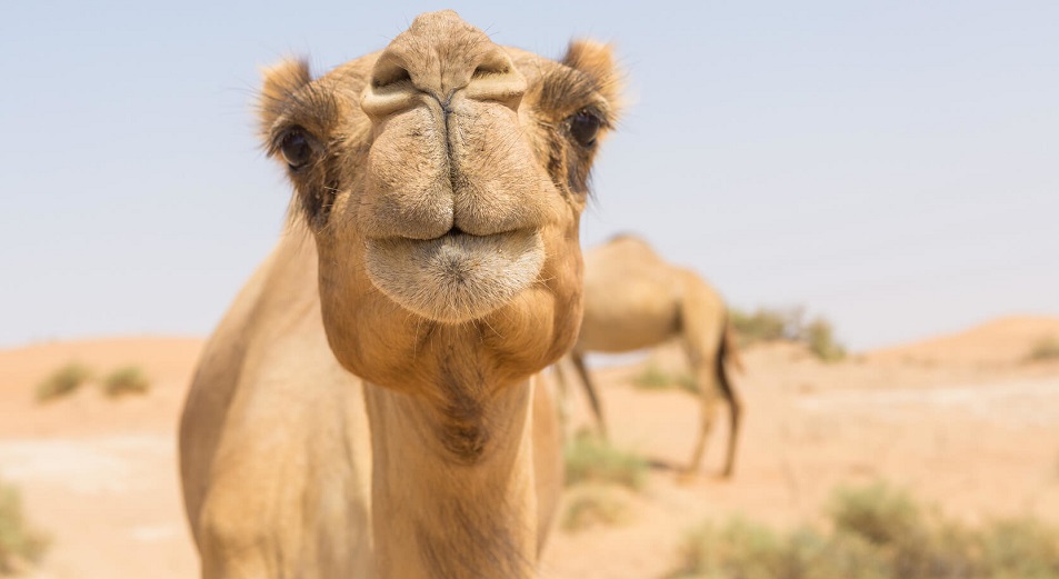 Camel milk: сүт – сізден, шұбат – бізден