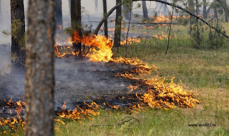 При тушении пожара в Жамбылской области погиб лесник