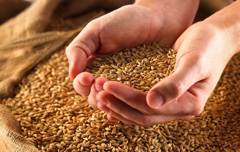 Фермеры Кызылординской области бесплатно получают семена пшеницы 