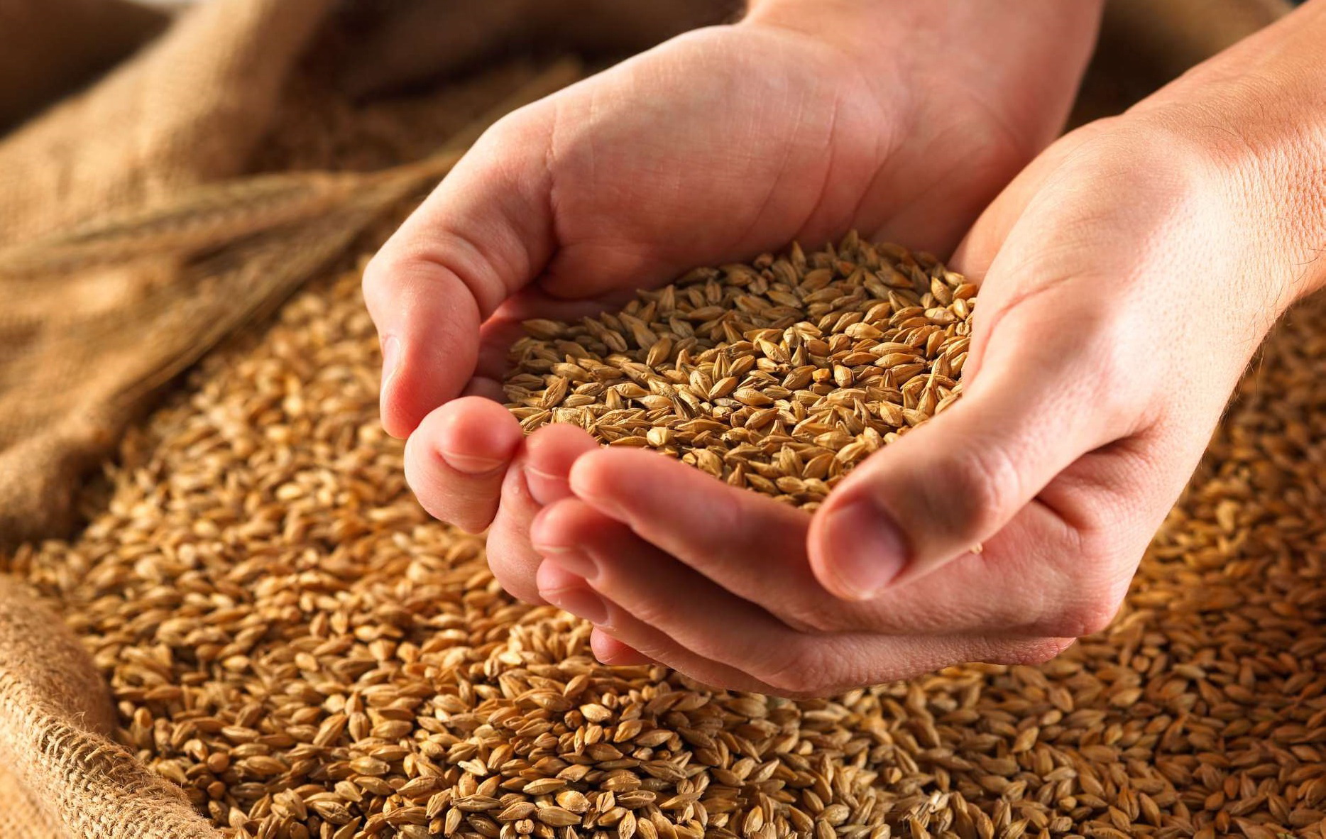 Казахстан продолжает поставки зерна и муки в Афганистан – минсельхоз рк
