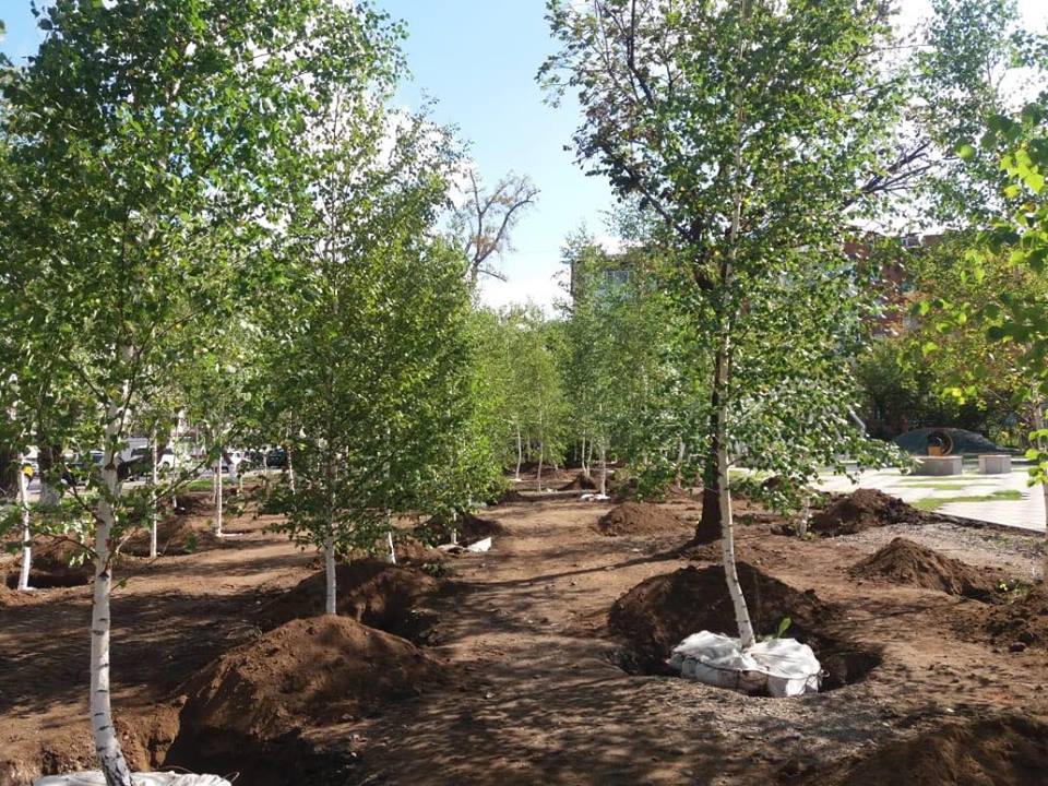 Ко Дню Конституции в Астане высадят берёзовую рощу