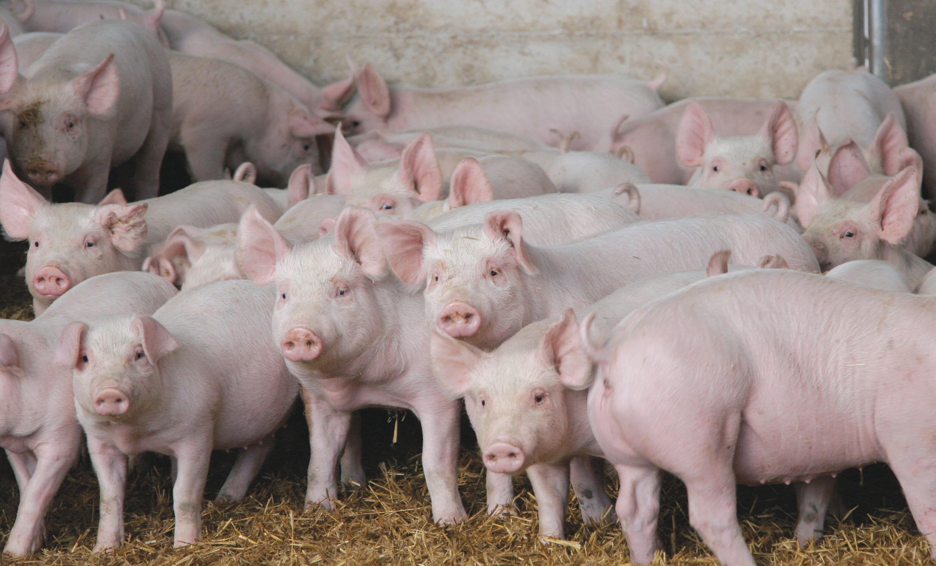 В Китае зафиксировано пять вспышек чумы свиней