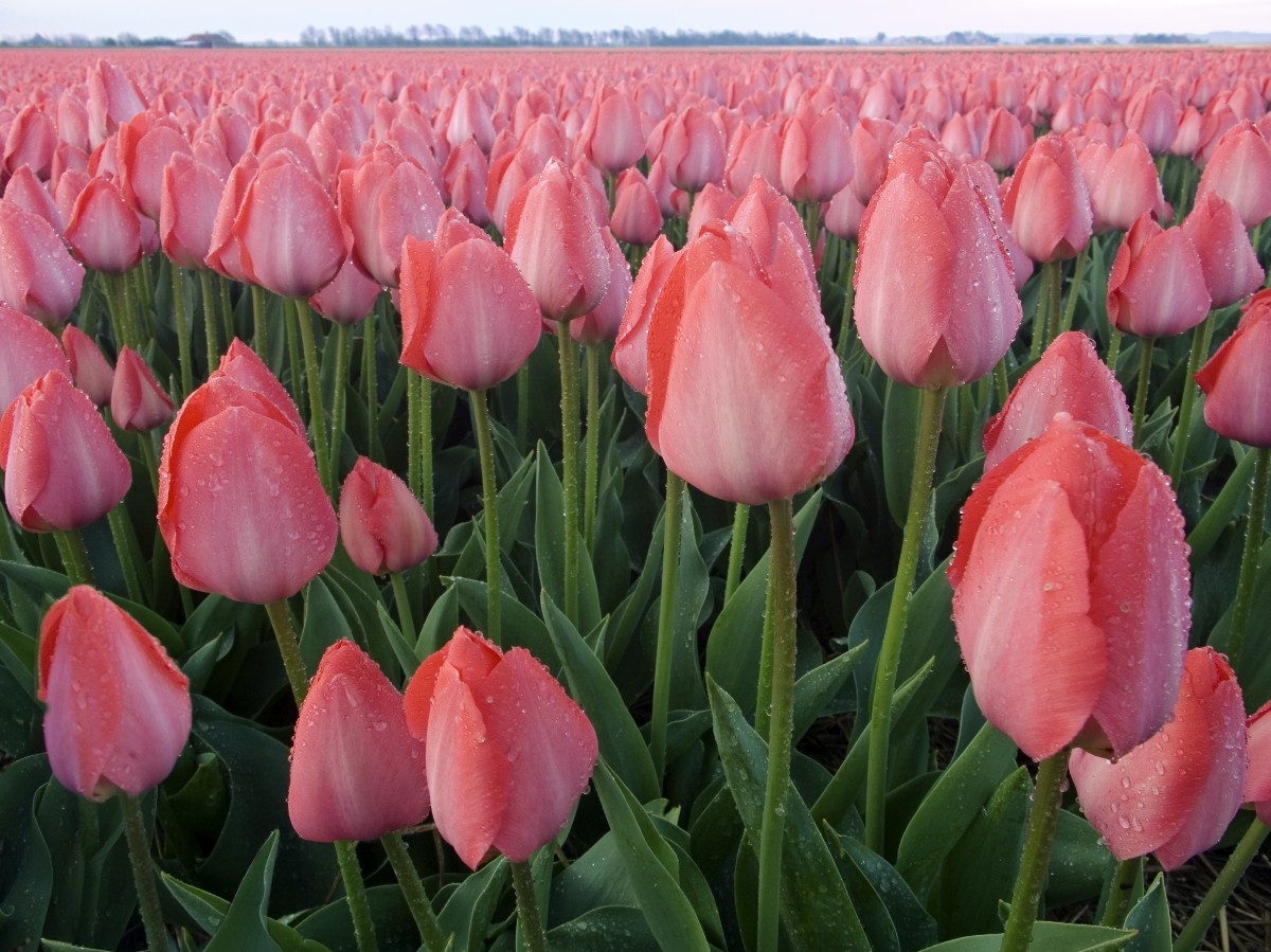 В Туркестане зацвели 300 тысяч тюльпанов