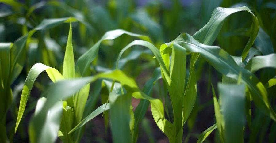 В Алматинской области увеличивают площади посевов кукурузы до 80 тысяч гектаров