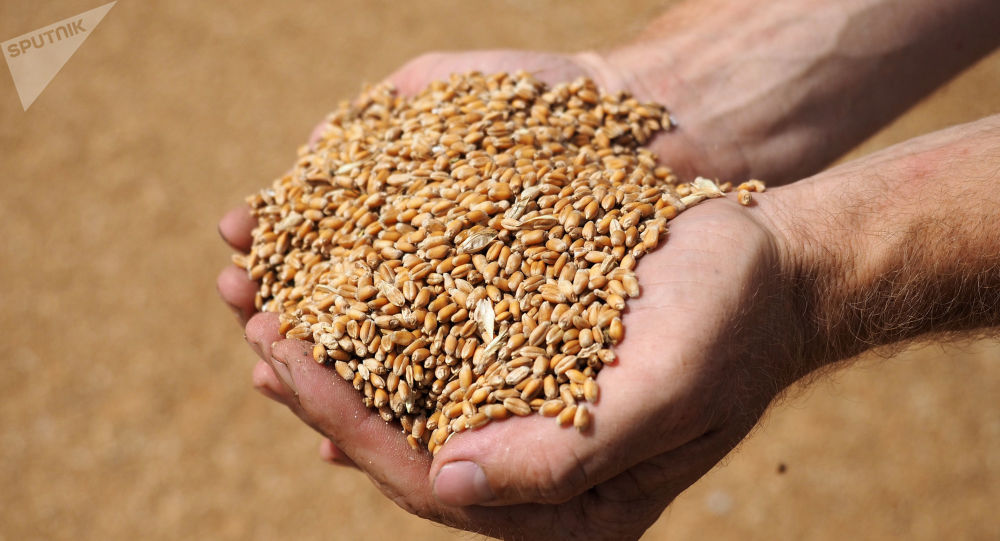 Уборочная площадь зерновых культур в РК составляет 15,2 млн га