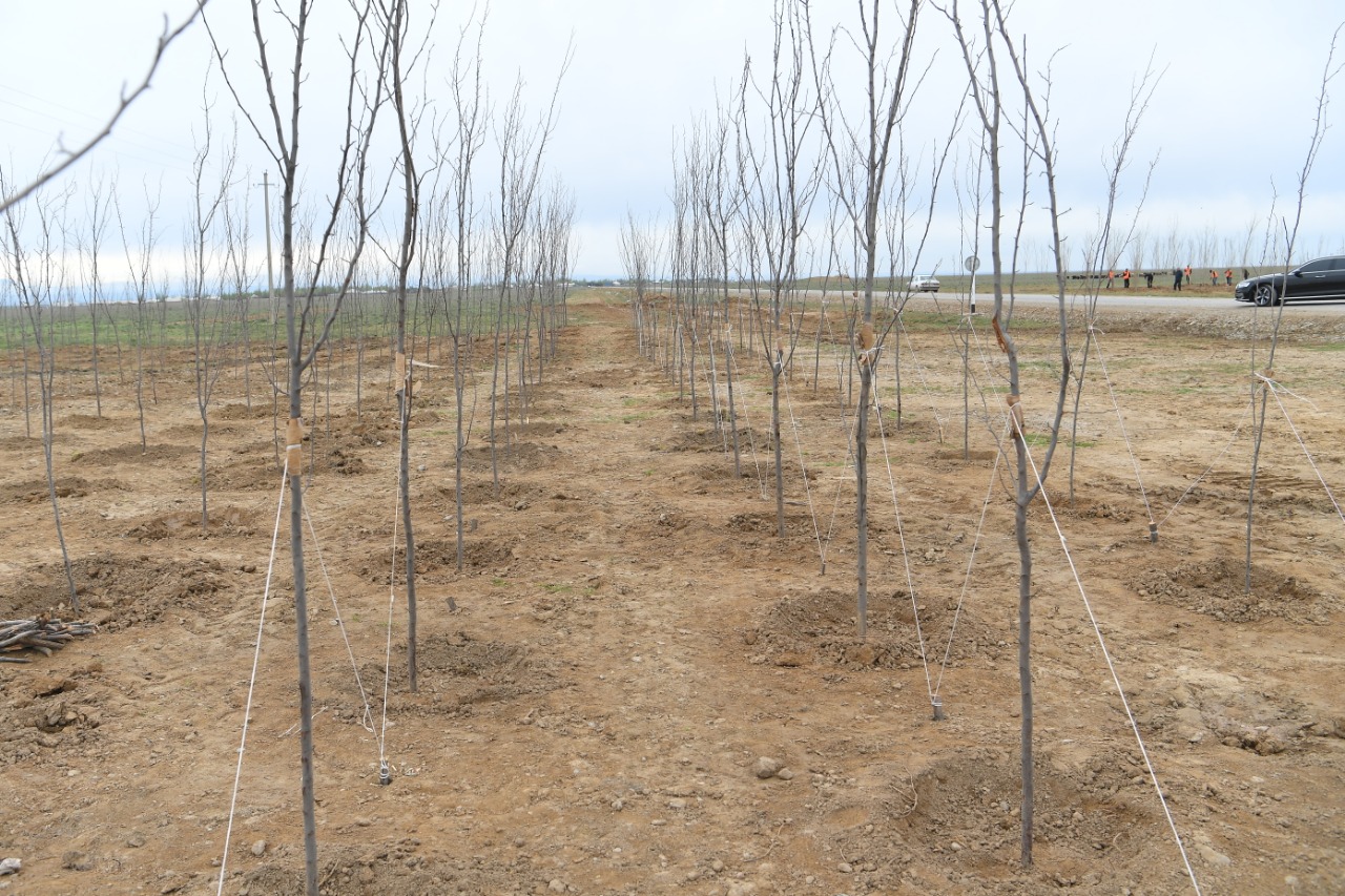 В Туркестане высадили 10 тыс. саженцев самого быстрорастущего дерева в мире