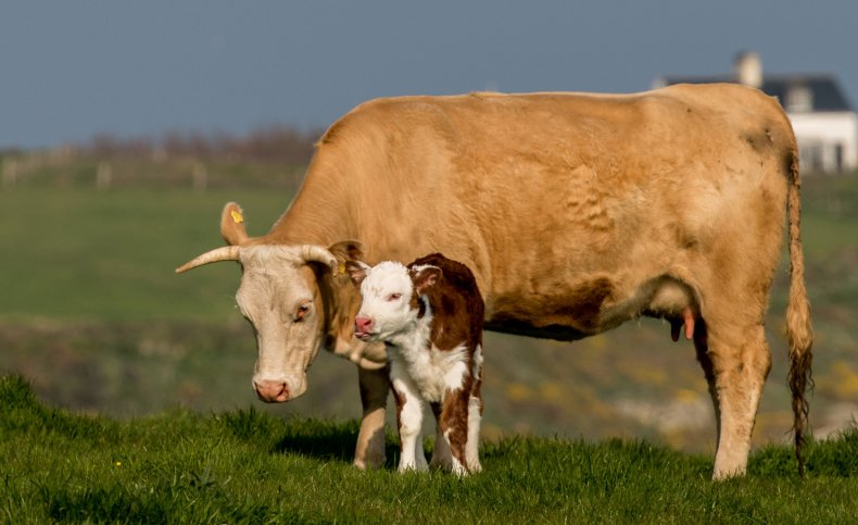 Акмолинская область ввезла рекордное число импортного скота – аким