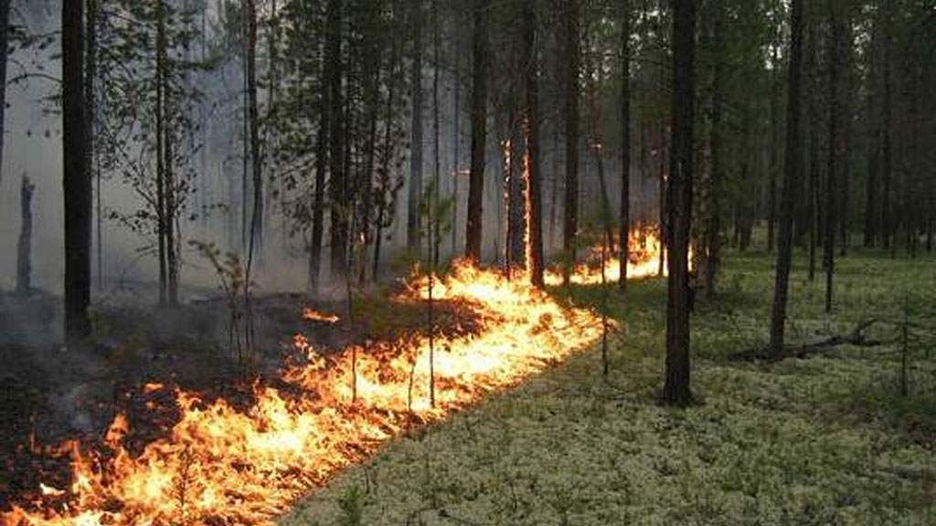 В Боровом на склоне горы Жеке батыр загорелся лес