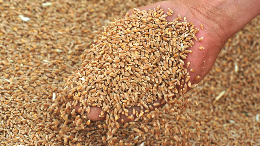 Почему отечественное зерно значительно уступает импортному?