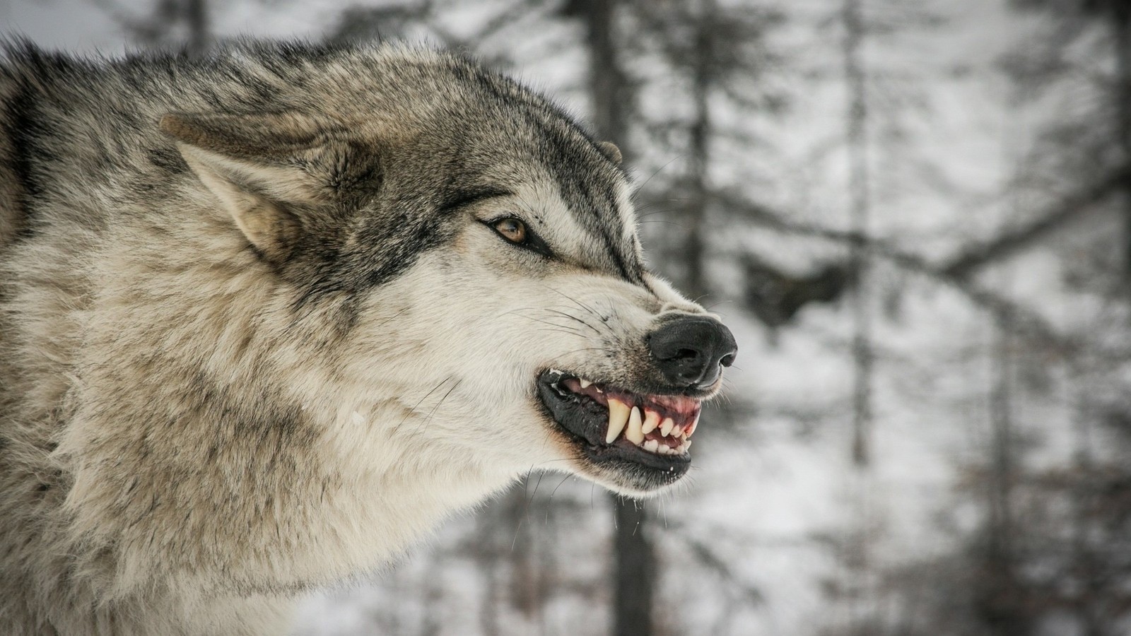 Около 5000 волков – допущенный к отстрелу лимит МСХ РК