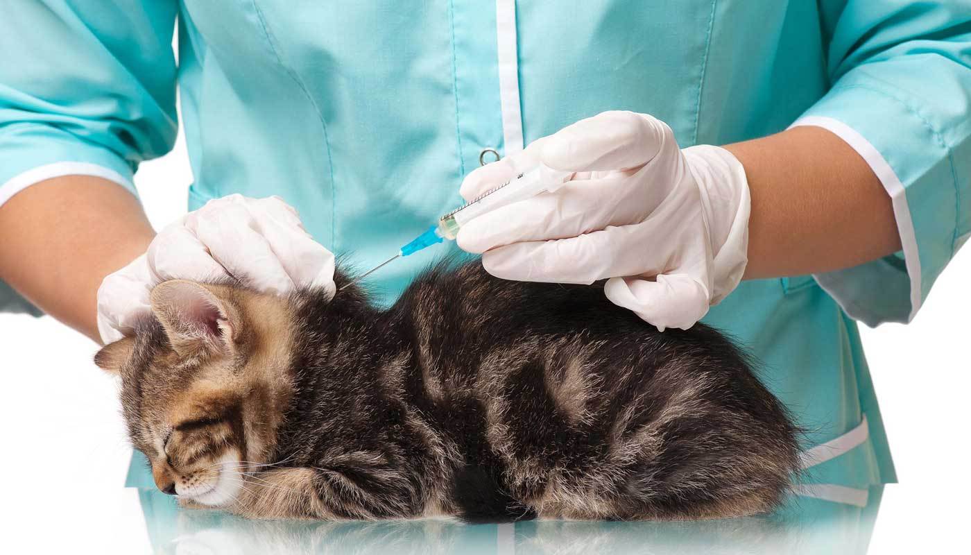 BioVet KZ планирует начать производство ветпрепаратов в Жамбылской области