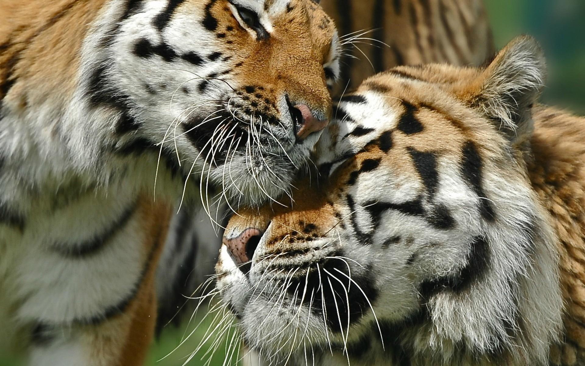 В Казахстане создан резерват для будущей популяции тигров