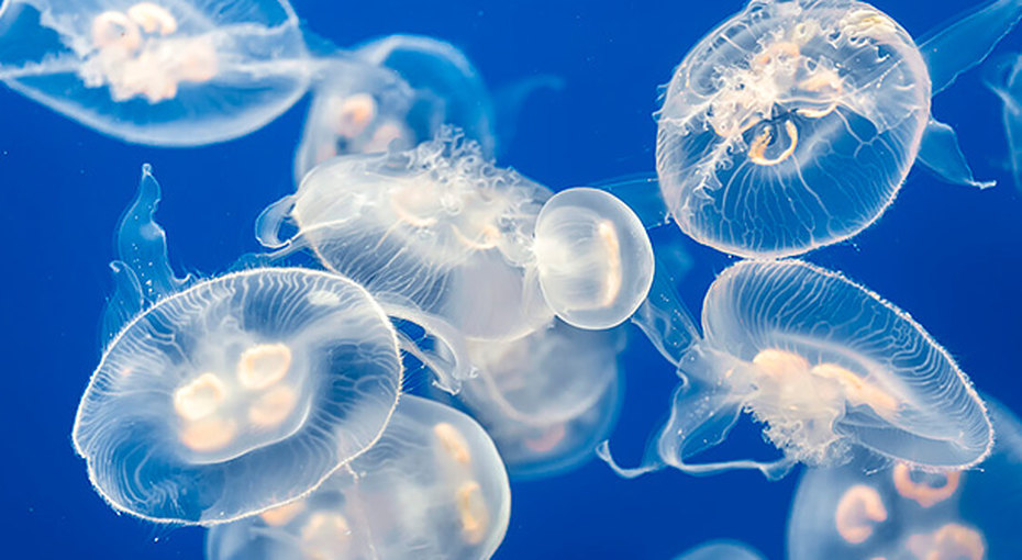 Ученые озадачены обнаружением теплолюбивой медузы в озере северного Тянь-Шаня