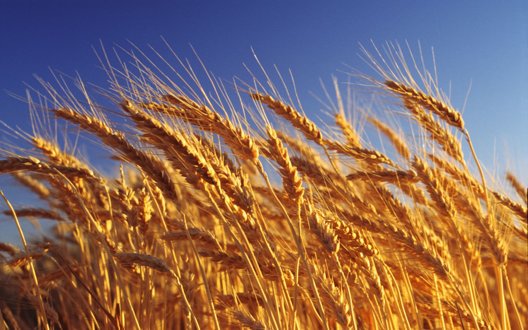 Минсельхоз США снизил прогноз производства казахстанской пшеницы в этом году