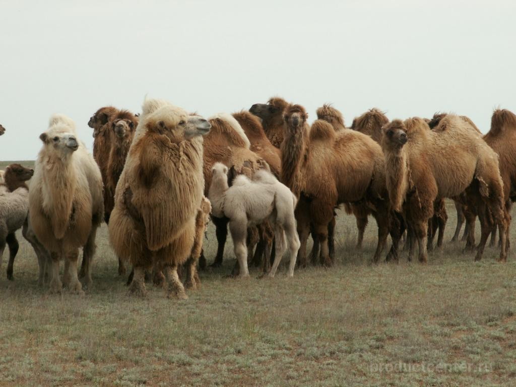 Сухое верблюжье молоко из Туркестанской области пойдет на экспорт
