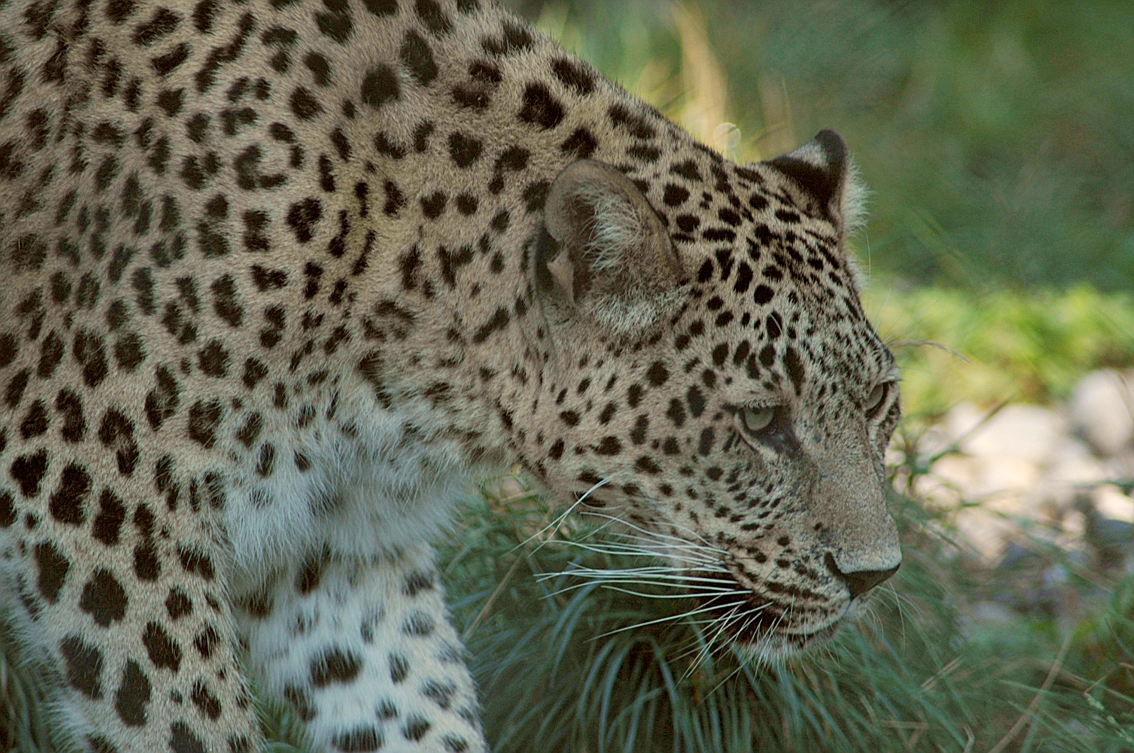 Переднеазиатский леопард дважды попал в фотоловушку в казахстанском заповеднике