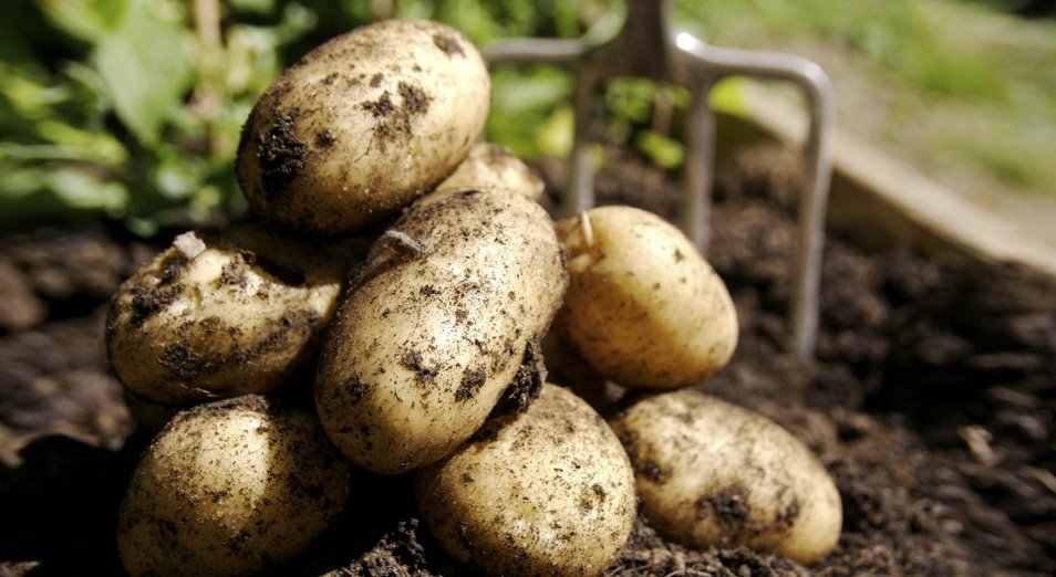 Павлодарских аграриев готовят к выращиванию технического картофеля