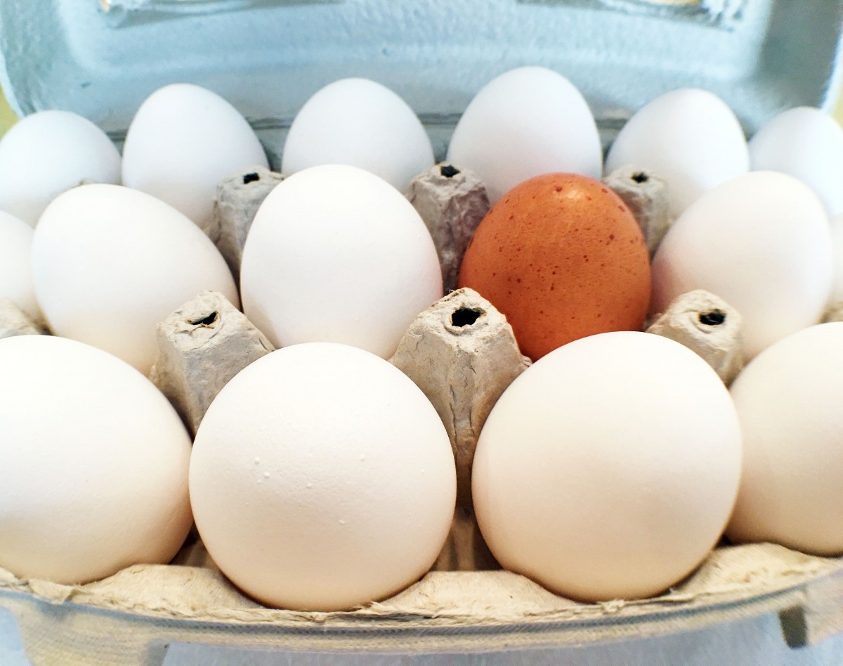 Производство куриных яиц приносит больше дохода, чем зерновой бизнес