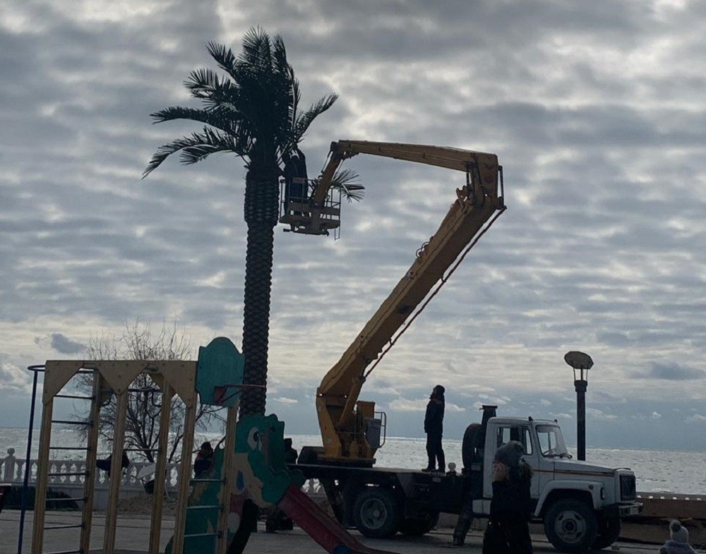 На набережной Актау появились пальмы