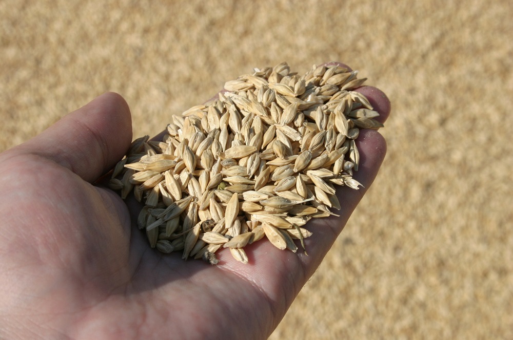 В Казахстане убрано 98,4% площадей зерновых и зернобобовых