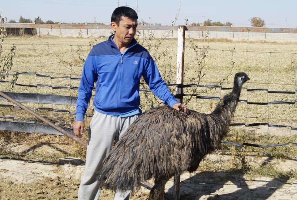 Кентауский фермер занимается разведением страусов