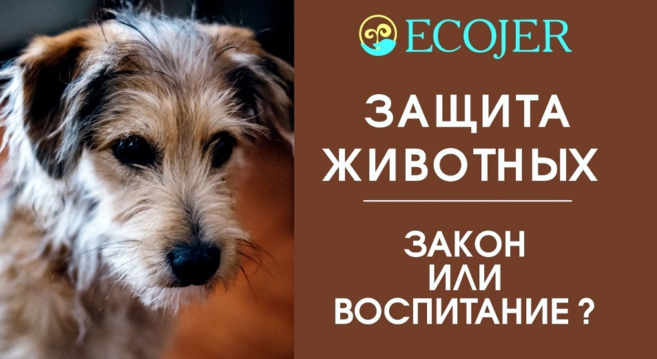 Не нужно надеяться только на закон – Фонд Брижит Бардо о защите животных в Казахстане