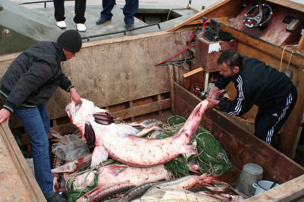 В Атырауской области выявлено почти  две тысячи нарушений рыбоохранного законодательства 