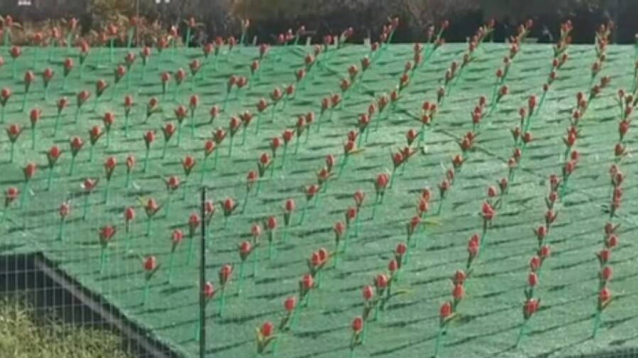 В Актау  новогоднюю елку установит компания, известная инсталляцией с пластиковыми тюльпанами