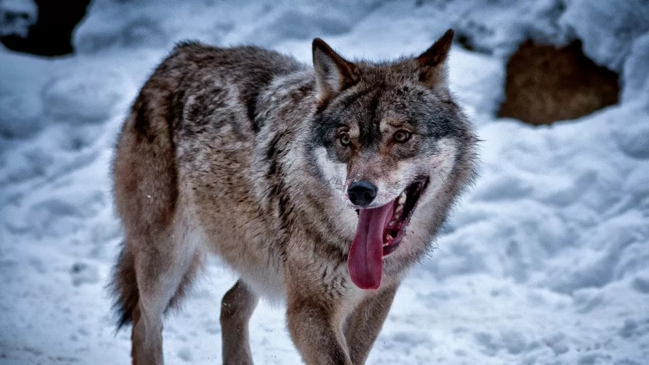 Казахстанцев удивил волк, бегающий средь бела дня в городе