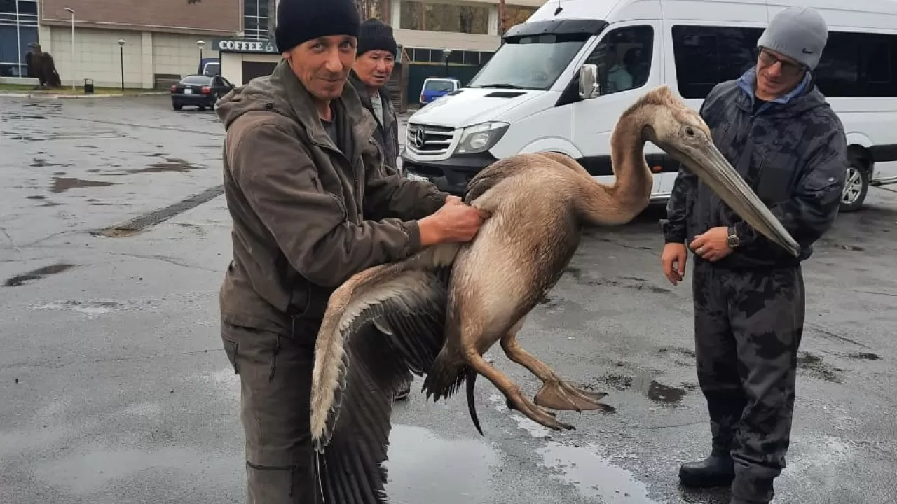 Пеликана с гриппом привезли в зоосад Бурабай