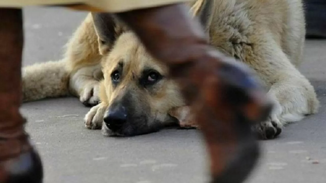 Новые правила выгула и отлова собак собираются разработать в Алматы