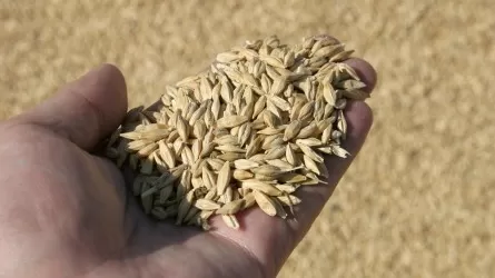 В Казахстане убрали почти 98% зерновых и зернобобовых культур 