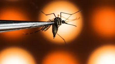 В Пакистане умерли три человека от лихорадки денге