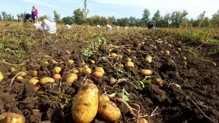 Карбон егіншілігі – жаһандық жылынуға қарсы тұрудың жаңа бағыты