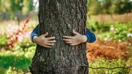К акиму Павлодара обратились с необычной просьбой: срубить дерево, под которым дети справляют нужду  