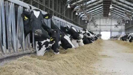 Аграрии о субсидиях: Зачем ломать отлаженную систему в животноводстве?
