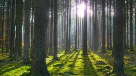 Всего 13,3 млн гектаров Казахстана покрыто лесами