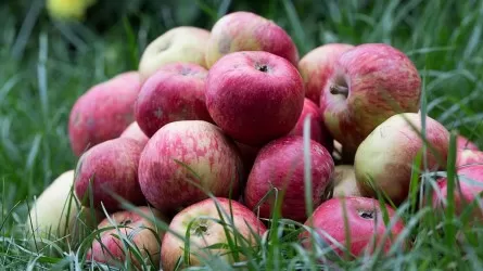 Президент РК заявил, что Алматинская область может стать экспортером яблок