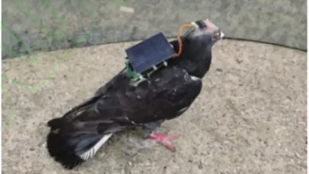 Ученые создали живого радиоуправляемого голубя
