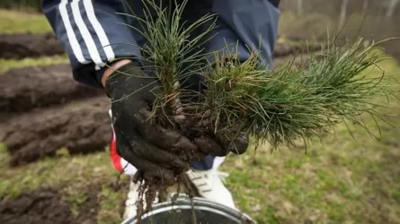 В Павлодарской области высадят 700 тысяч сеянцев сосны до конца года